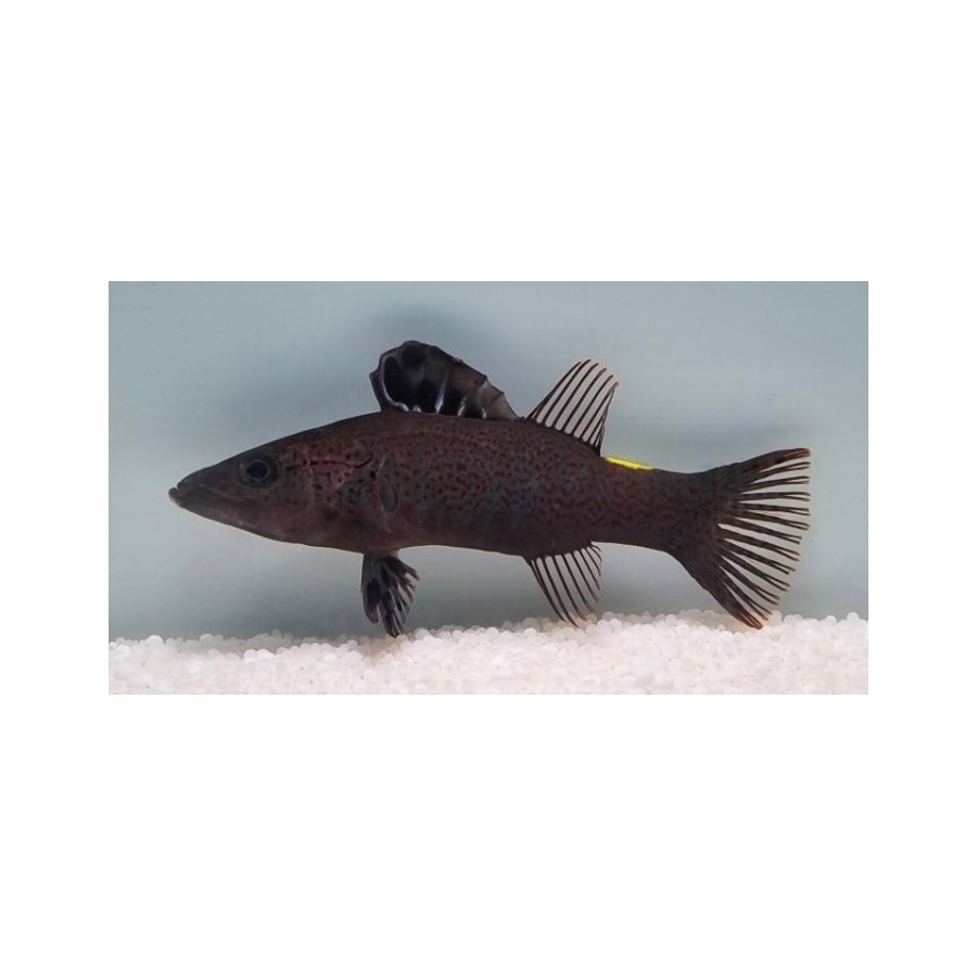 Belanoperca chabanaudi - Arrow Grouper