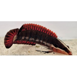 Belonepterygion fasciolatum - Spiny Finned Basslet