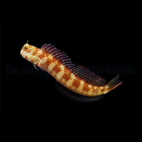 Blenniella chrysospilos - Red Spot Flymo Blenny