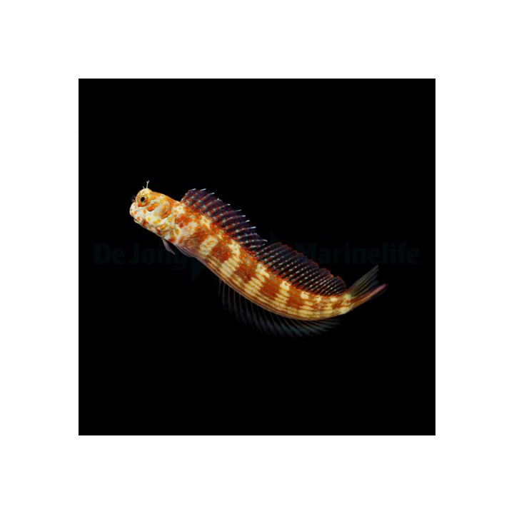Blenniella chrysospilos - Red Spot Flymo Blenny