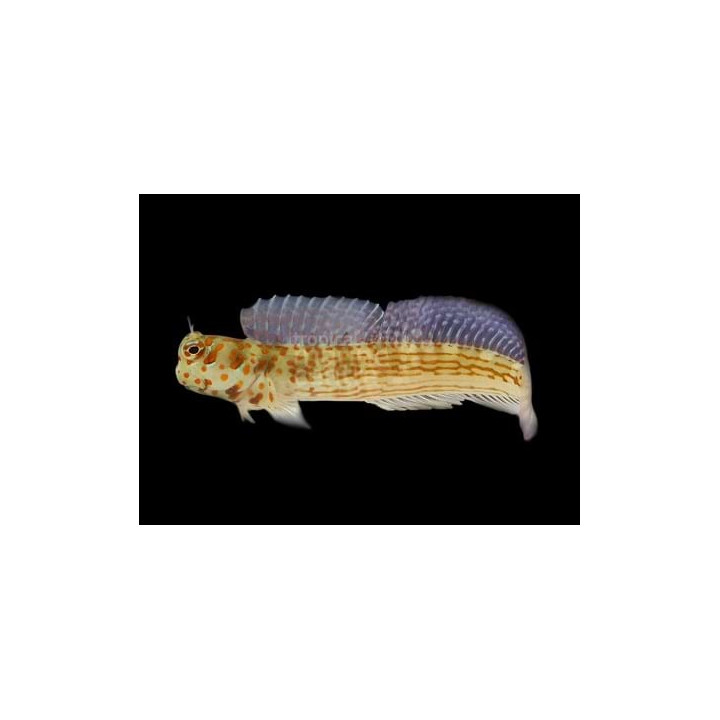 Blenniella chrysospilos - Red Spot Flymo Blenny