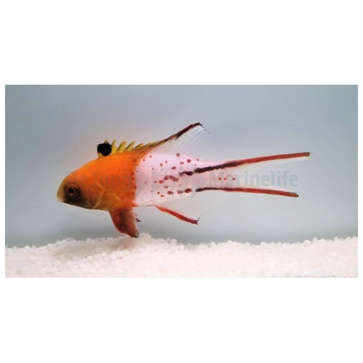 Bodianus anthioides - Lyretail Hog - West Ind Ocean