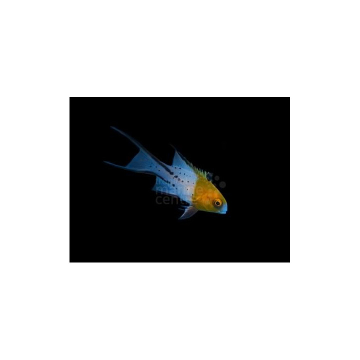 Bodianus anthioides - Lyretail Hog - West Ind Ocean