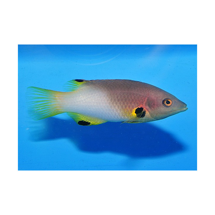 Bodianus axillaris - Panda Hog