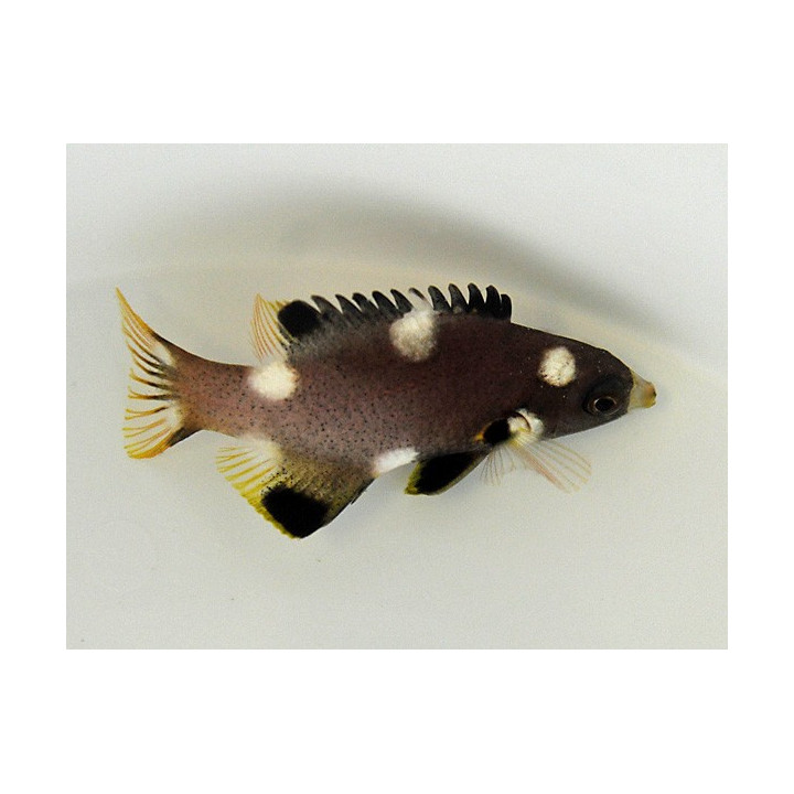 Bodianus axillaris - Panda Hog