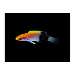 Bodianus bilunulatus - Tuxedo Hog