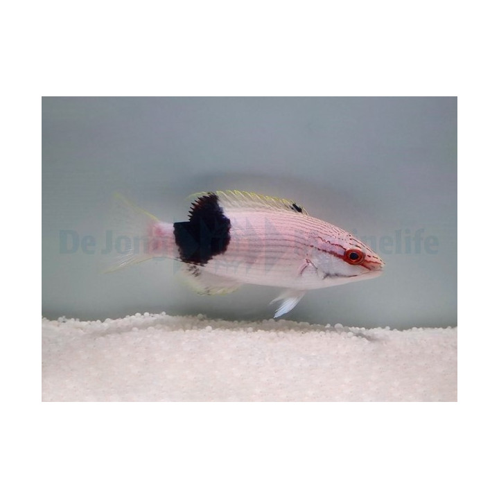 Bodianus bilunulatus - Tuxedo Hog