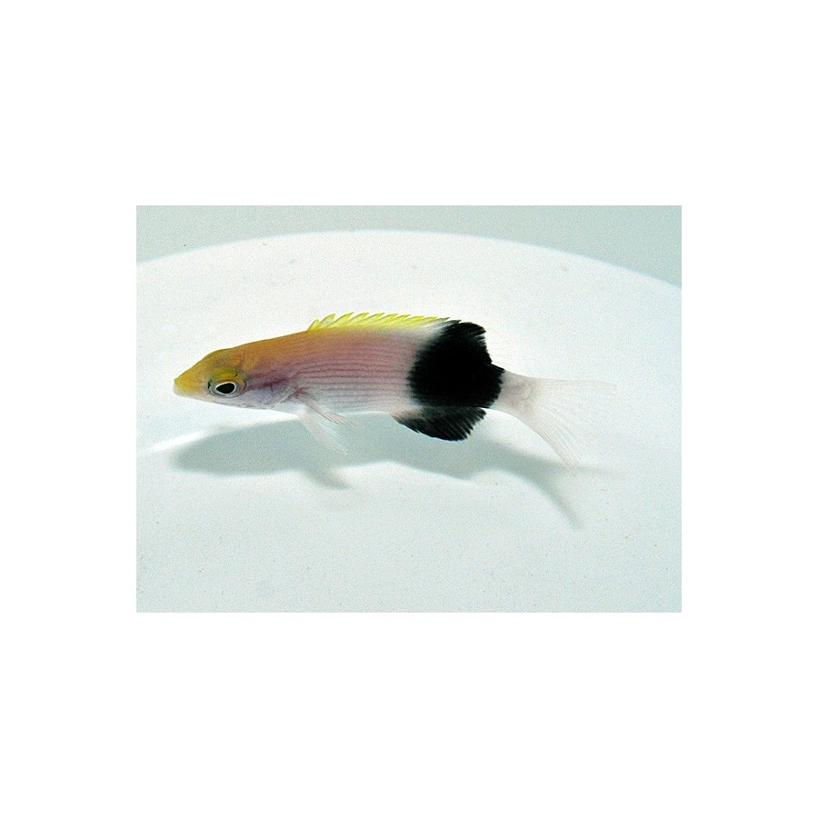 Bodianus bilunulatus - Tuxedo Hog