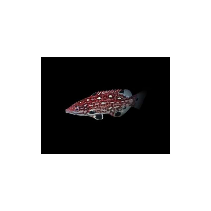 Bodianus diana - Red Hog