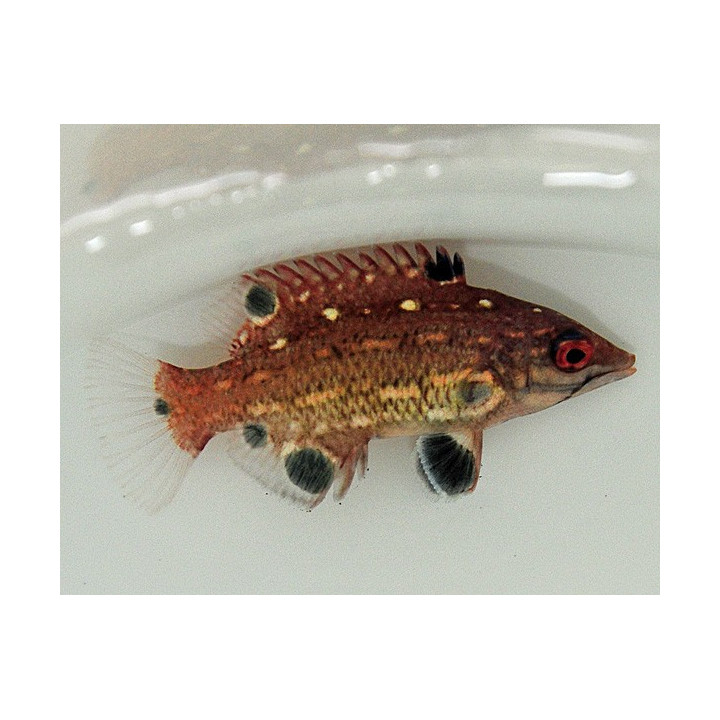 Bodianus diana - Red Hog