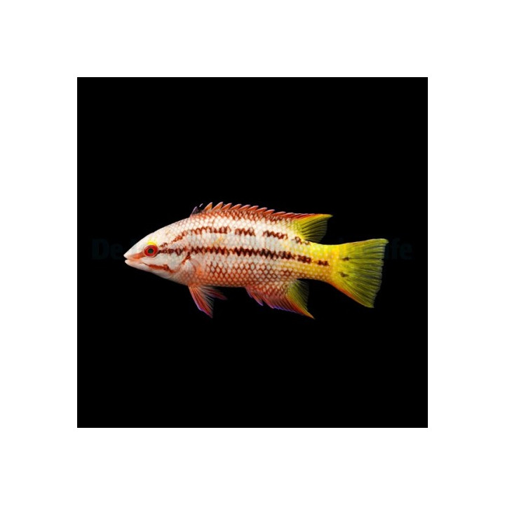Bodianus diplotaenia - Mexican Hog