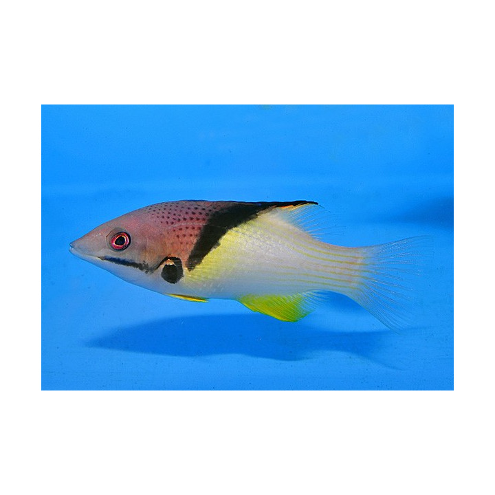 Bodianus mesothorax - Coral Hog