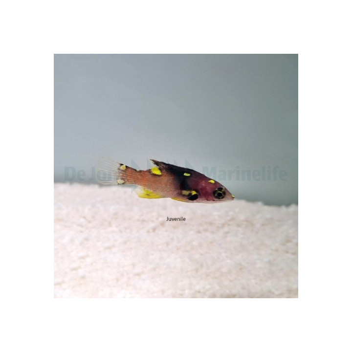 Bodianus mesothorax - Coral Hog