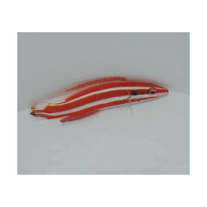 Bodianus opercularis - Peppermint Hogfish - West Ind Ocean