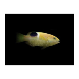 Bodianus perditio - Banana Tusk