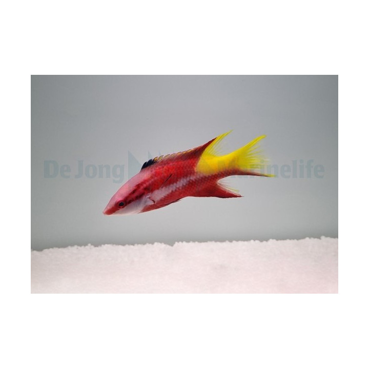 Bodianus pulchellus - Cuban Hog