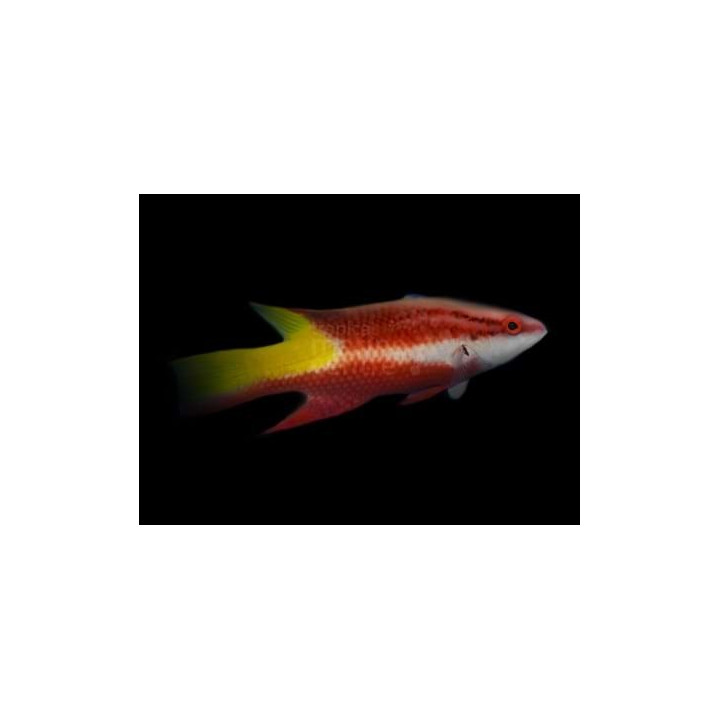 Bodianus pulchellus - Cuban Hog