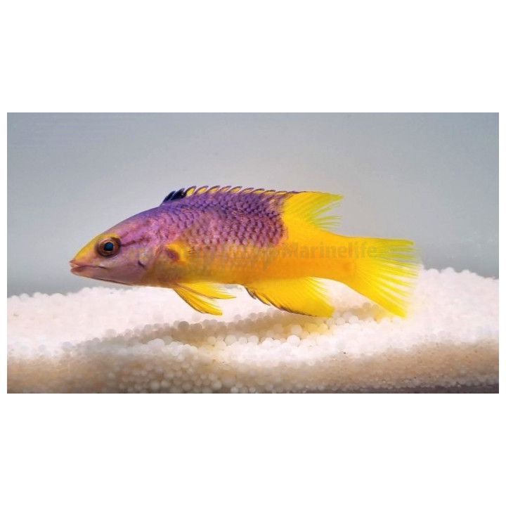 Bodianus rufus - Spanish Hog