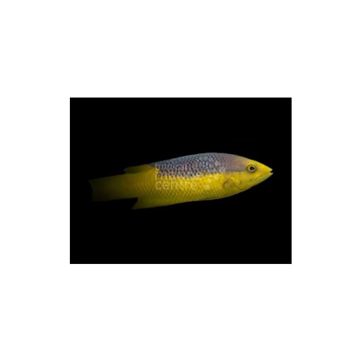 Bodianus rufus - Spanish Hog