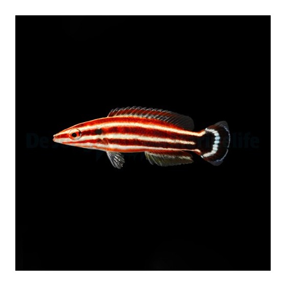 Bodianus sepiacaudus - Candy Cane Hog