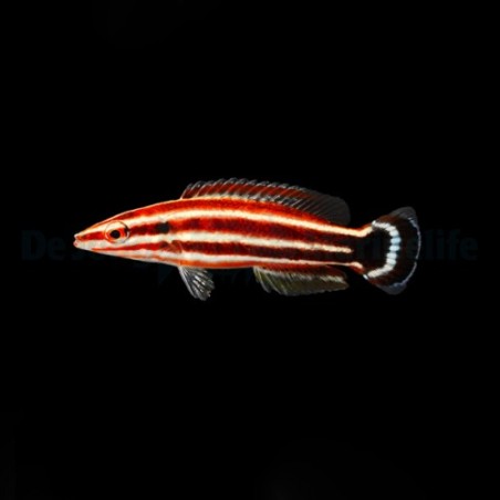 Bodianus sepiacaudus - Candy Cane Hog