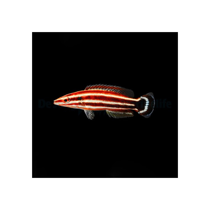 Bodianus sepiacaudus - Candy Cane Hog