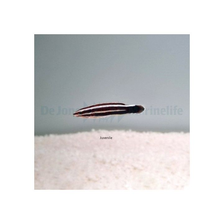 Bodianus sepiacaudus - Candy Cane Hog