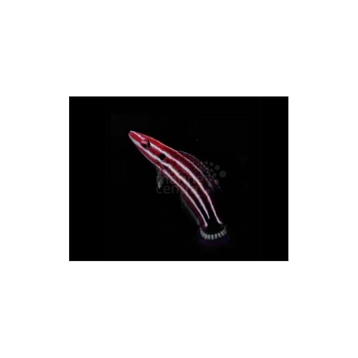 Bodianus sepiacaudus - Candy Cane Hog