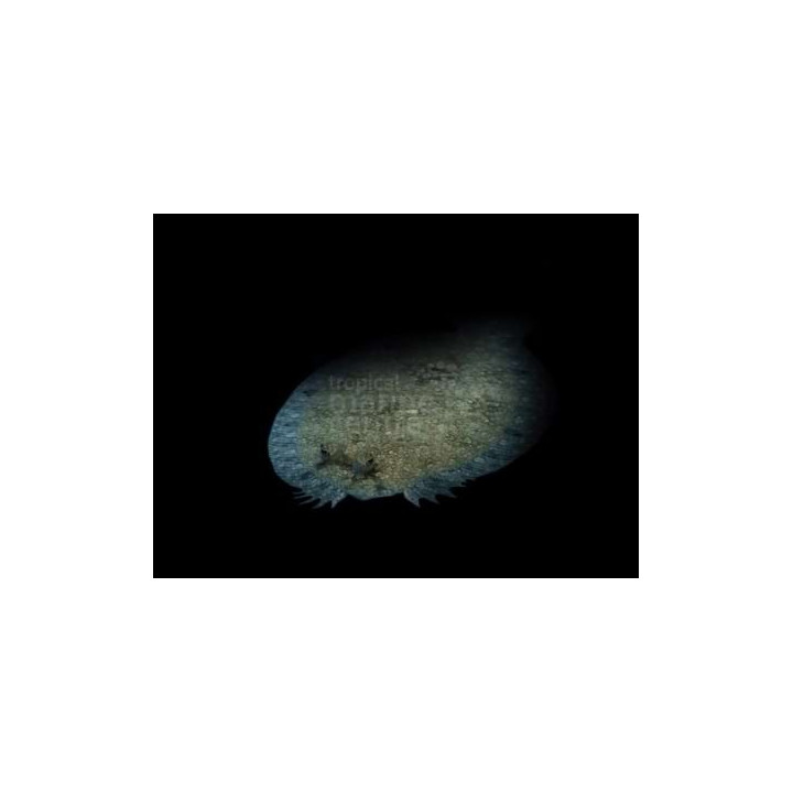 Bothus pantherinus - Flounder
