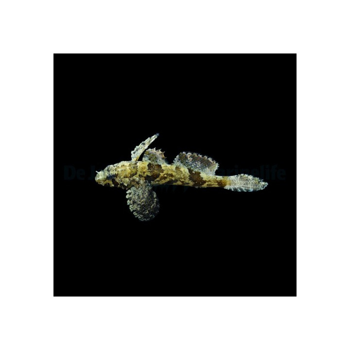 Callogobius hasseltii - Paddlefin Goby