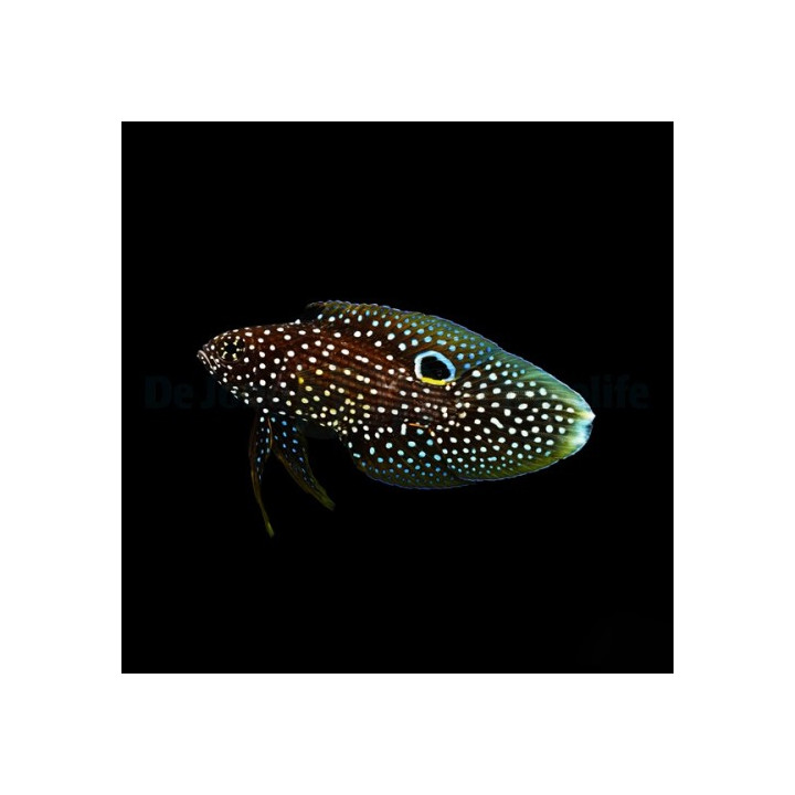 Calloplesiops altivelis - Marine Betta