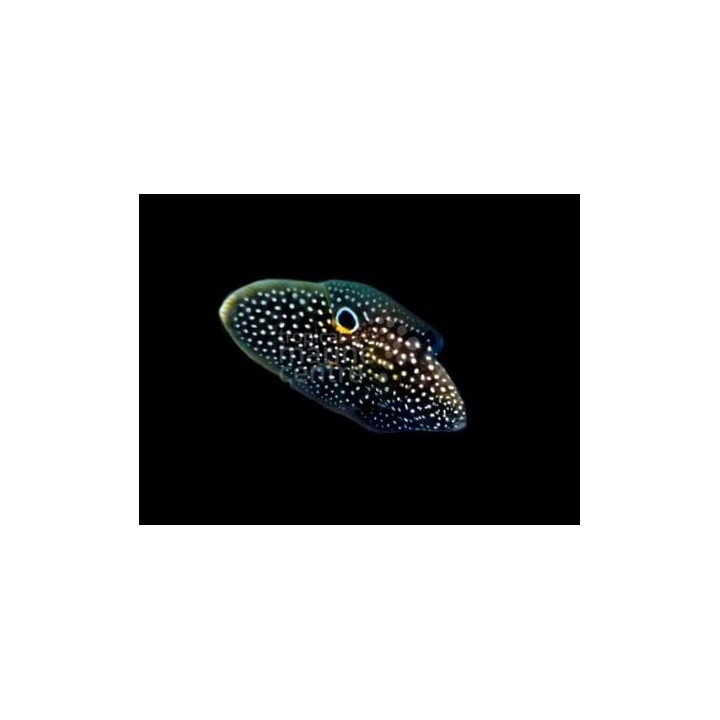 Calloplesiops altivelis - Marine Betta