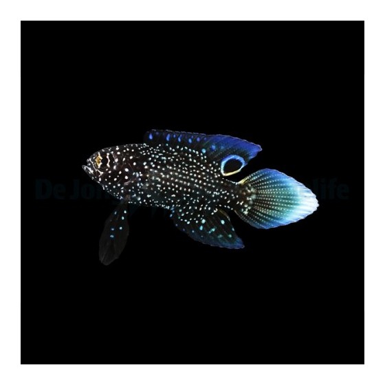 Calloplesiops altivelis - Marine Betta - viljelty