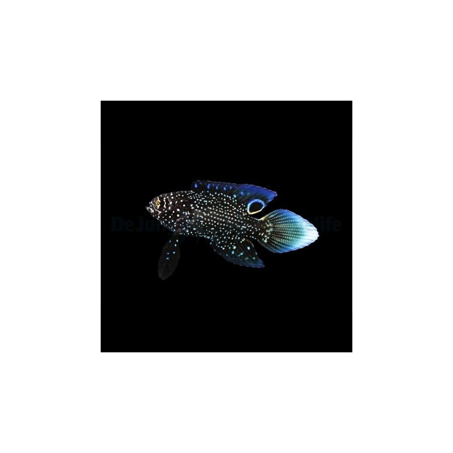 Calloplesiops altivelis - Marine Betta - viljelty