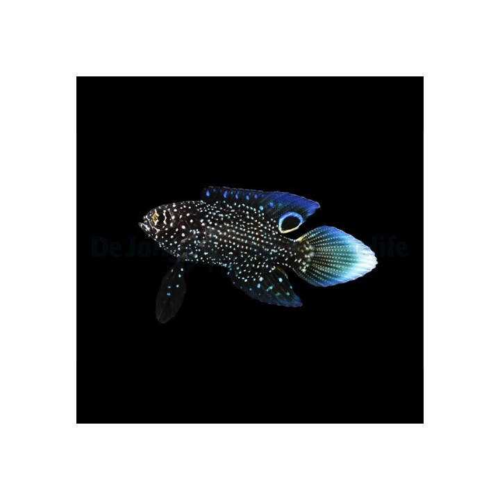 Calloplesiops altivelis - Marine Betta - viljelty
