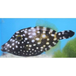 Cantherhines macrocerus - Clown Filefish