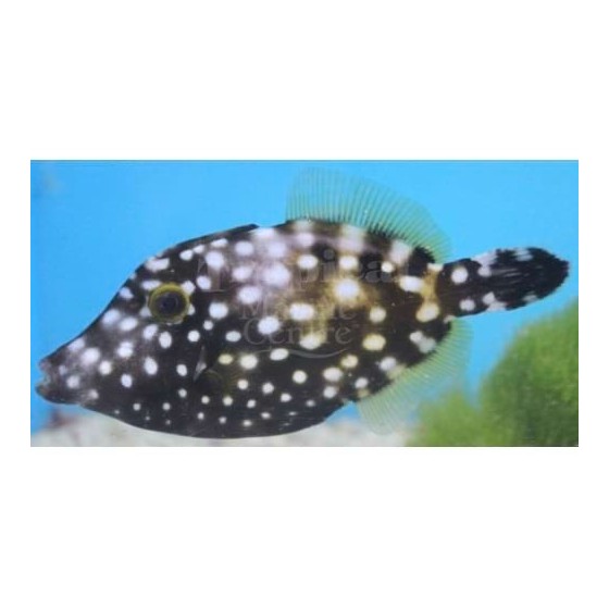 Cantherhines macrocerus - Clown Filefish