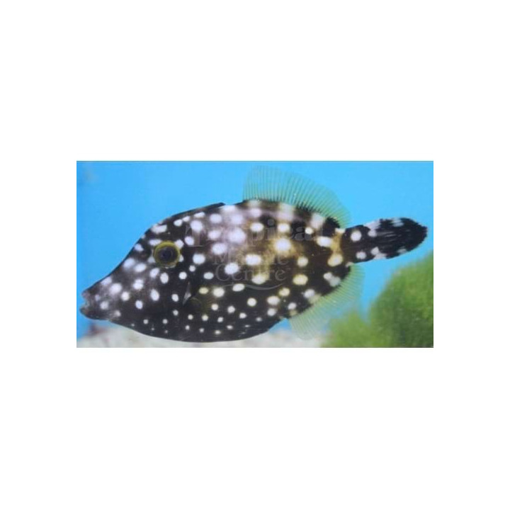 Cantherhines macrocerus - Clown Filefish