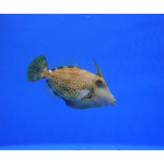 Cantherhinus pardalis - Honeycomb Filefish