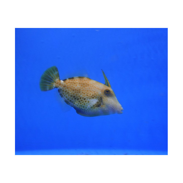 Cantherhinus pardalis - Honeycomb Filefish