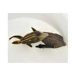 Cantherhinus pullus