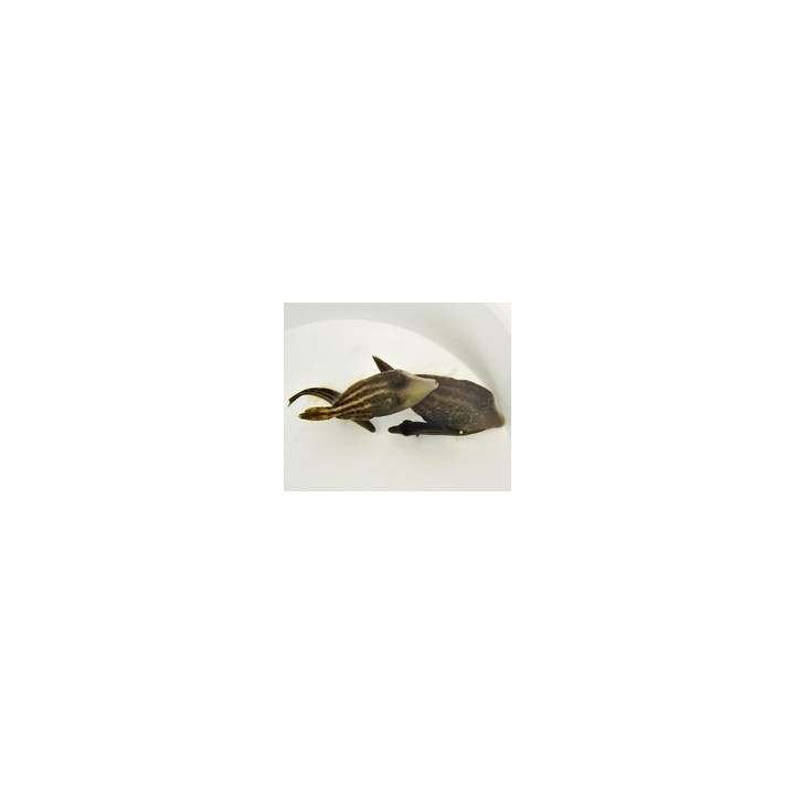 Cantherhinus pullus