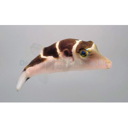 Canthigaster coronata - Smith's Gold Spot Puffer