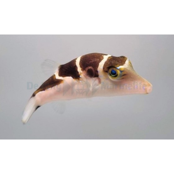 Canthigaster coronata - Smith's Gold Spot Puffer