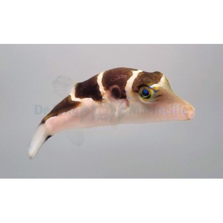 Canthigaster coronata - Smith's Gold Spot Puffer