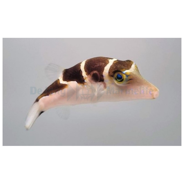 Canthigaster coronata - Smith's Gold Spot Puffer