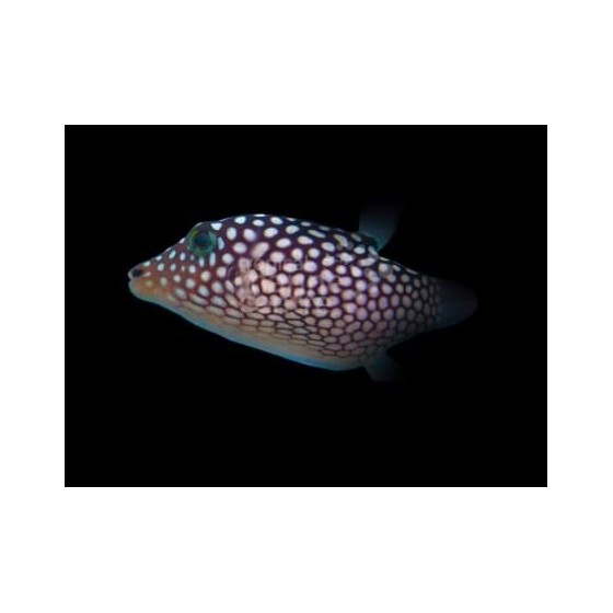 Canthigaster jactator - Jactata Puffer