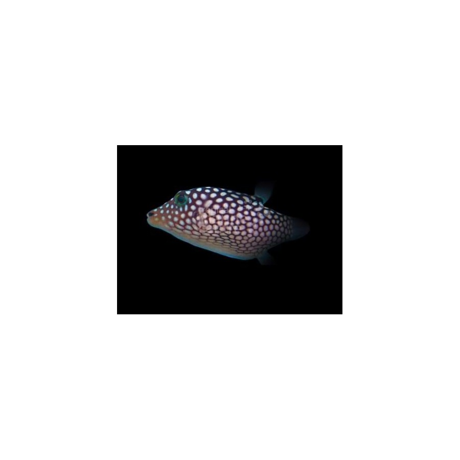 Canthigaster jactator - Jactata Puffer