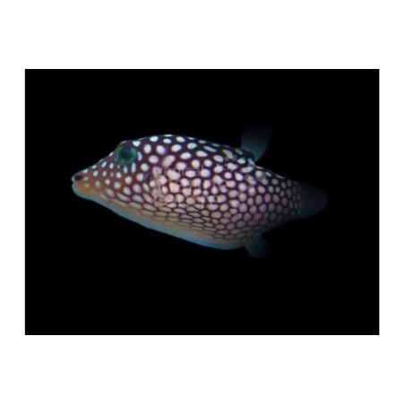 Canthigaster jactator - Jactata Puffer