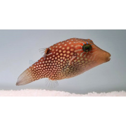 Canthigaster janthinoptera - Maldive Puffer